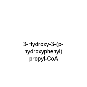3-Hydroxy-3-(p-hydroxyphenyl) propyl-CoA